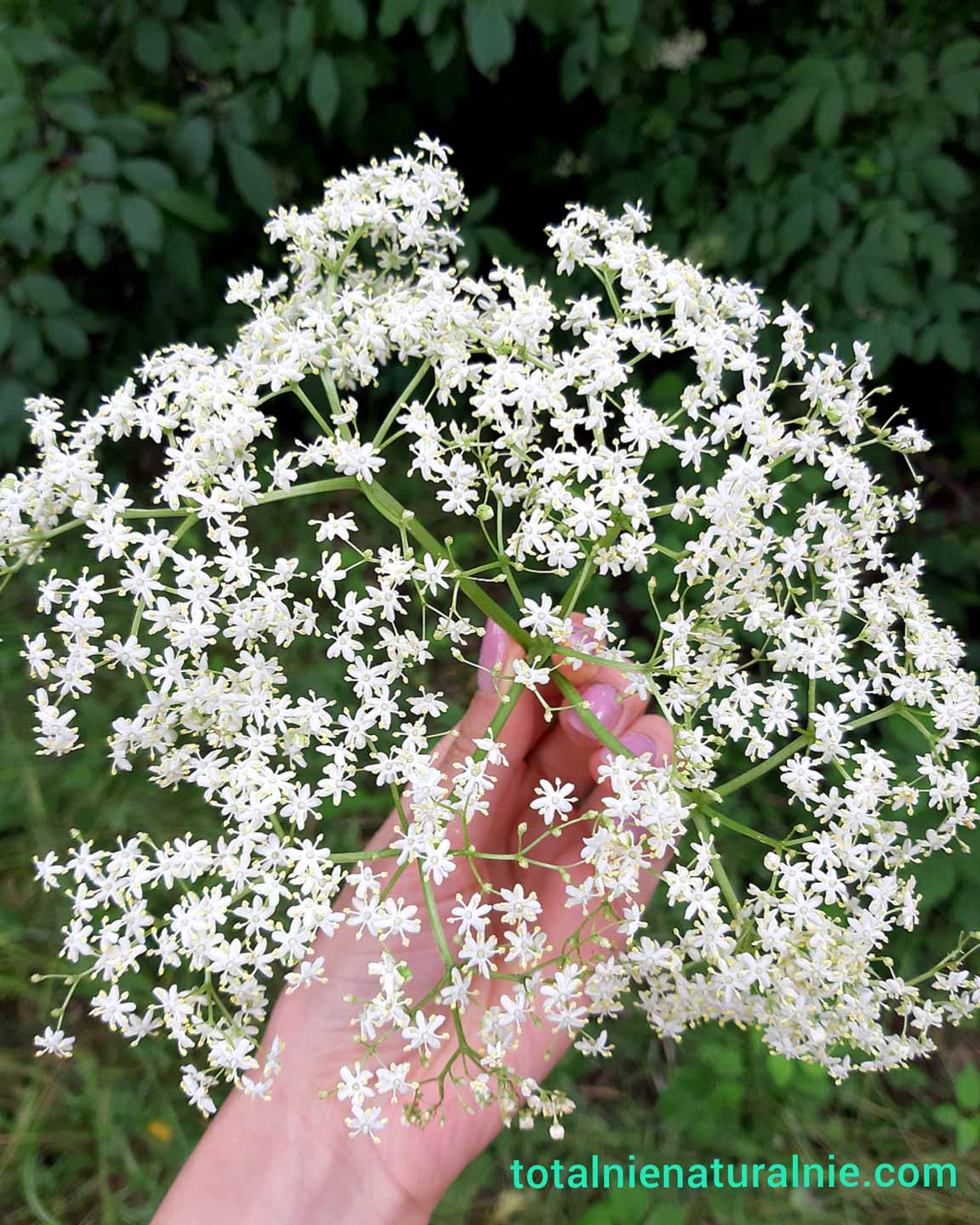 syrop z kwiatów czarnego bzu